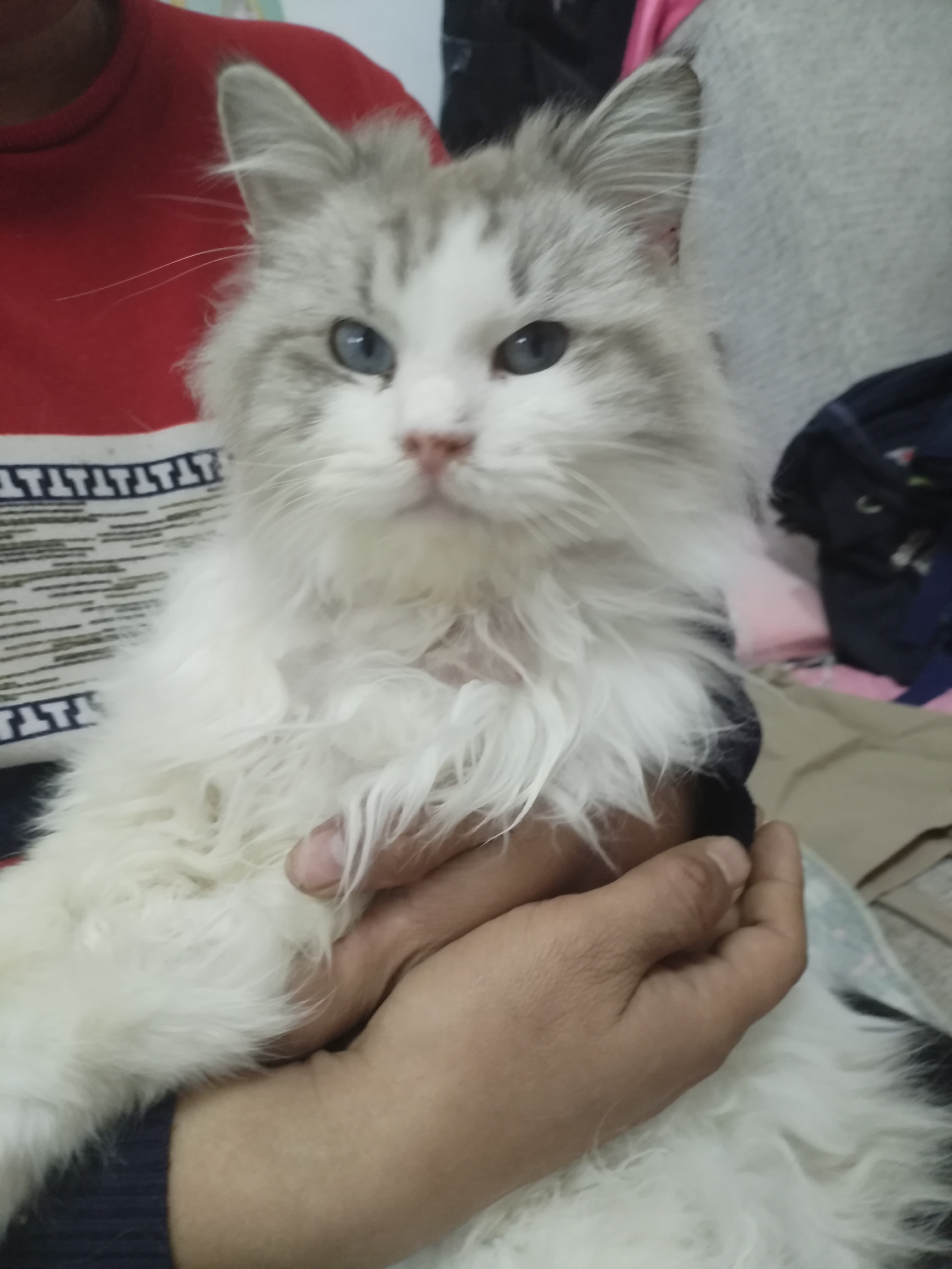 自己养的的猫猫找新家了
